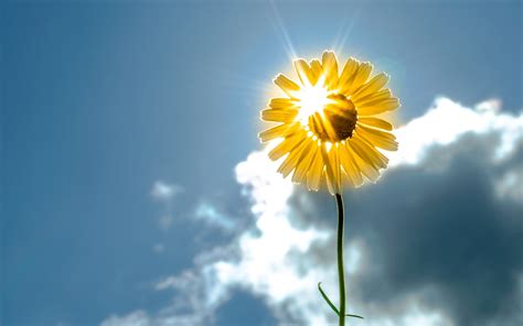 Sunshine Background ·① Download Free Awesome Full Hd Backgrounds For