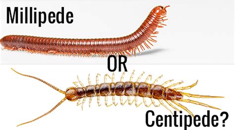 Millipedes Or Centipedes Atlanta Pest Control