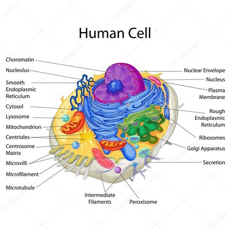 Education Chart Of Biology For Human Cell Diagram — Stock Vector
