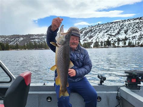 Twin Lake Lower Fish Report Bridgeport Ca Mono County