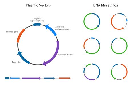Dna Cloning Principle Steps Components Methods Uses