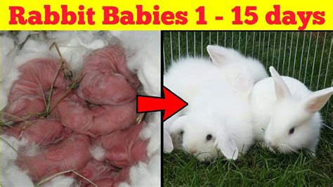 Rabbit Babies Newborn To Days Cutest Baby Bunnies YouTube