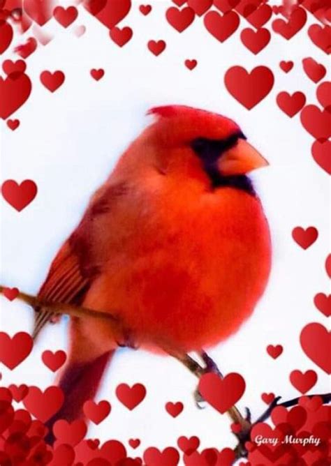 Male Cardinal With Hearts Bird Cardinals Bird Beautiful Birds Red