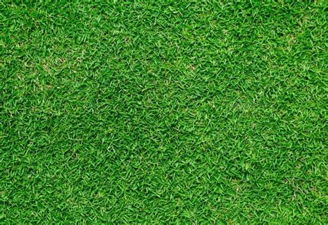 Bermudagrass Information Thriftyfun