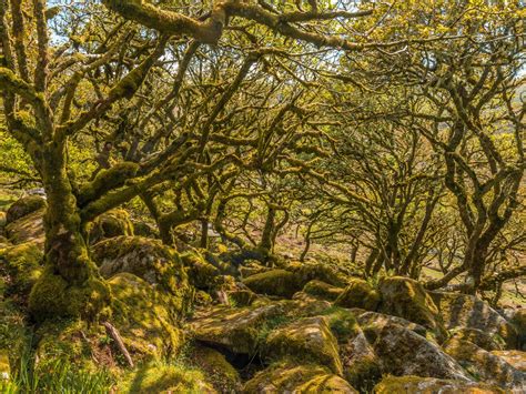 Europes Remaining Ancient Forests ‘in Perilous State And Require