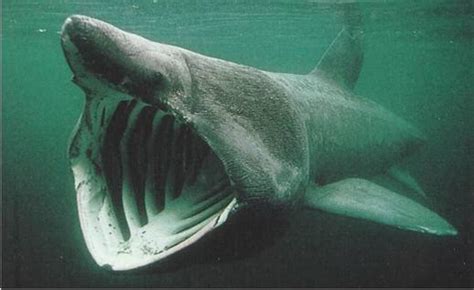 List Of Types Of Sharks In British Waters Owlcation