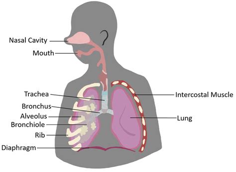 Breathing System Key Stage Wiki