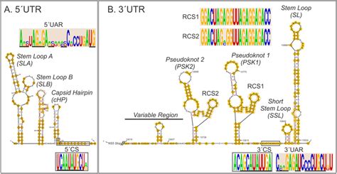 Predicted Secondary Structures For 5′utr And 3′utr Of A Nep Slev