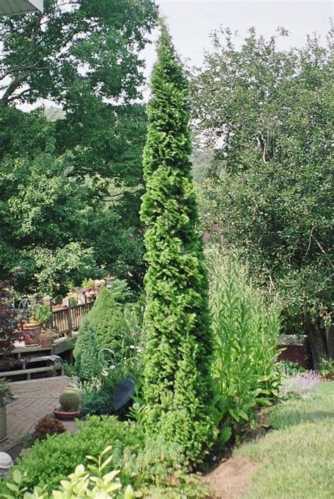 Degroots Spire Is A Very Nice Columnar Form Of Arborvitae With Good
