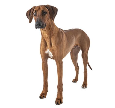 Rhodesian Ridgeback Dog Breed Information Purina