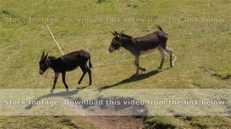 Two Donkeys Grazing And Kicking With Their Feet On Green Field At Sunny