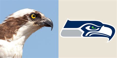 Bracket Whats The Best Bird Named Sports Team We Have A