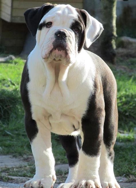 Try searching petfinder.com or find a good breeder. rare colour olde english bulldogs | Ebbw Vale, Blaenau ...