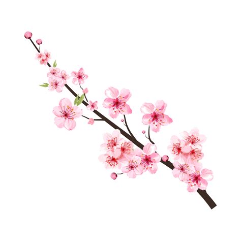 Cherry Blossom Branch With Blooming Pink Sakura Flower Png Realistic