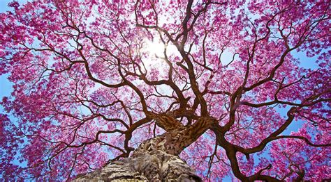 Awesome pink wallpaper for desktop, table, and mobile. Pink Tree 4k, HD Nature, 4k Wallpapers, Images ...