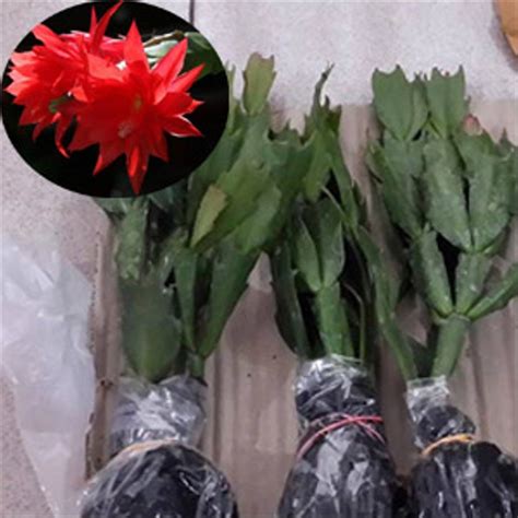 Jun 10, 2021 · resep tempura sayuran dan bunga. Jual TANAMAN BUNGA WIJAYA KUSUMA KEPITING MERAH di lapak ...