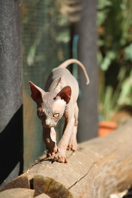 Sphynx Cat Pictures And Information Cat