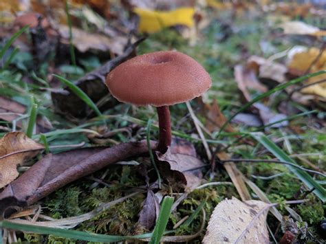 A Solitary Mushroom In Autumn Ohio Oc 4048x3036 Bitly
