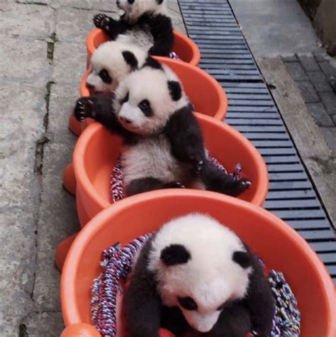 Pin By 陳刘洋 On Baby Panda Panda Bear Baby Panda Panda