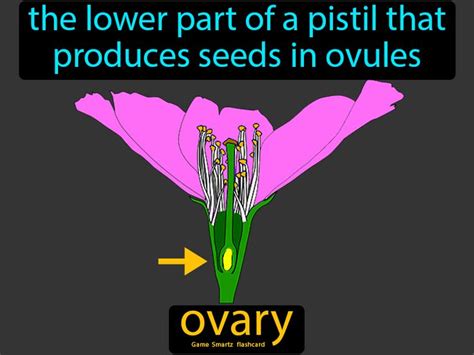 Ovary Definition The Lower Part Of A Pistil That Produces Seeds In