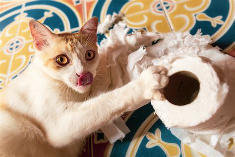 Five Crazy Cat Behaviors Explained Figo Pet Insurance