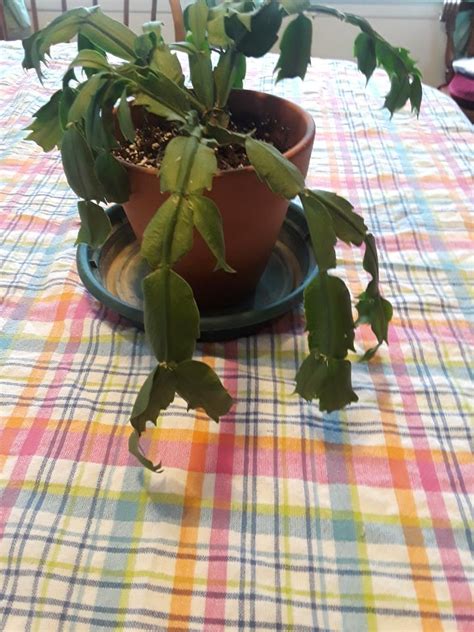 Droopy Christmas Cactus Planters Place