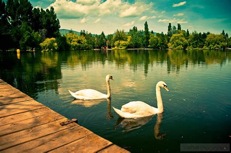 Yashvé Photography Dia 1 El Lago De Los Cisnes