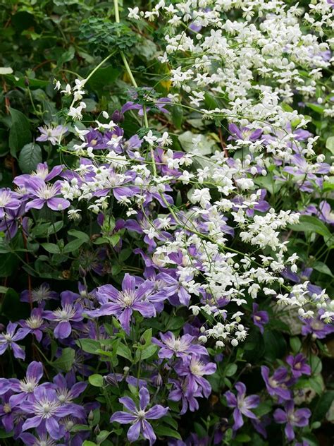 Вид «жгучий мелкоцветковый» или clematis flammula широко распространен в закавказье, передней и малой азии, на средиземноморском побережье европы и африки. Clematis Arabella ist auch für Anfänger bestens geeignet ...