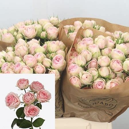 Rose Spray Grandmas Garden Katy Cm Wholesale Dutch Flowers