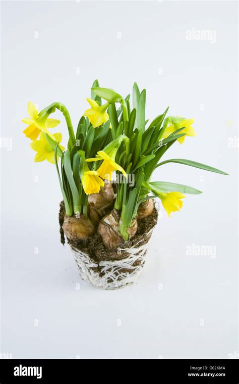 Roots Of Daffodils Hi Res Stock Photography And Images Alamy