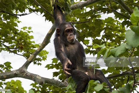 Young Chimpanzee Is Jumping Down From A Tree Wildlife Shot High Res