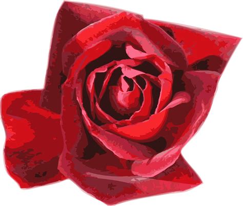 Hd Red Rose Wallpaper In Png Format ~ Background Design