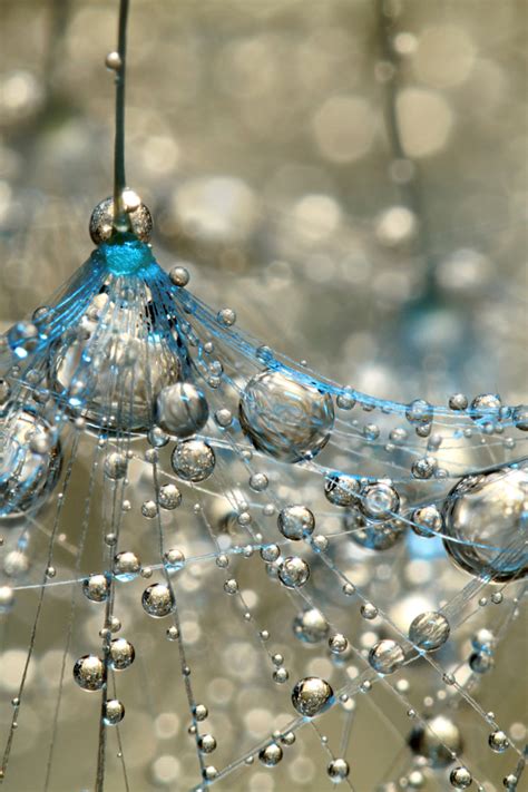 Stunning Macro Photos Of Dandelion Water Droplets