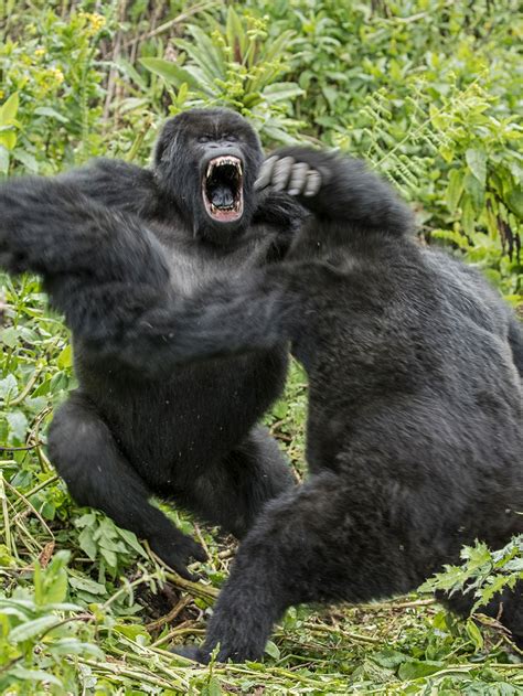 Angry Silverback Gorilla Fighting