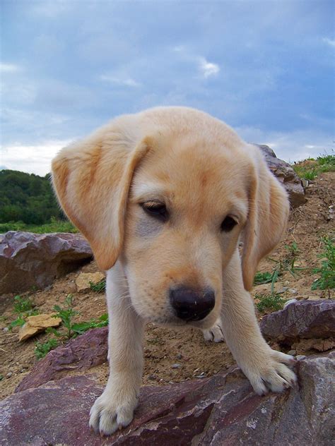Free Images Puppy Animal Cute Pet Nose Golden Retriever