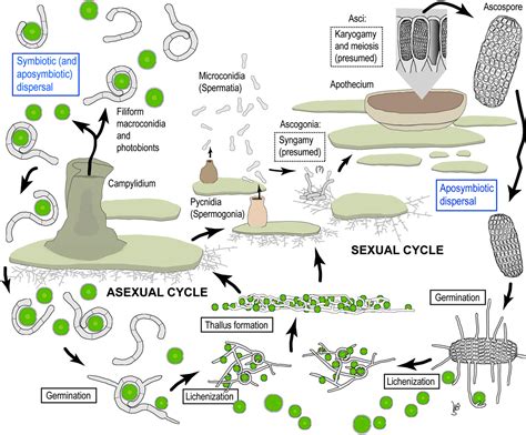 Complete Life Cycle Of The Lichen Fungus Calopadia Puiggarii