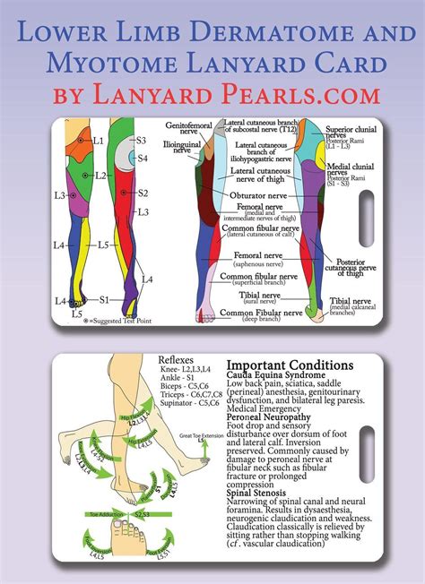 Myotomes Dermatomes And Peripheral Nerves Dermatomes Chart And Map My