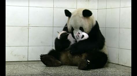 Baby Twin Pandas Panda Babies Bbc Earth Youtube