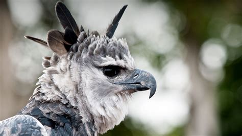 Harpy Eagle San Diego Zoo Animals And Plants