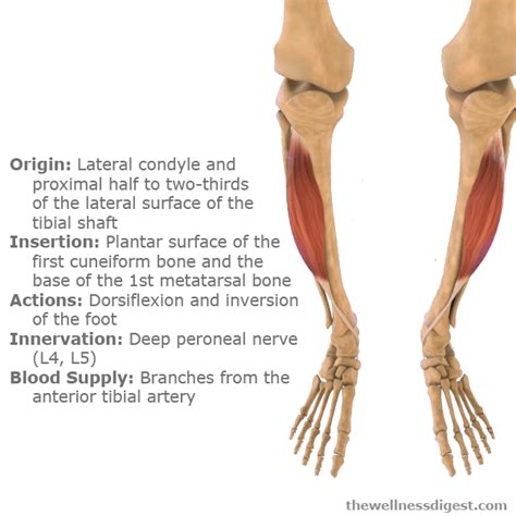 Tibialis Anterior Muscle Toe Foot And Ankle Pain The Wellness Digest