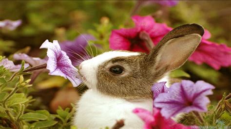 An Adorable Bunny Smelling A Flower Super Cute Tier Wallpaper