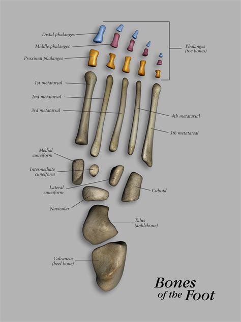Foot Ankle Bones