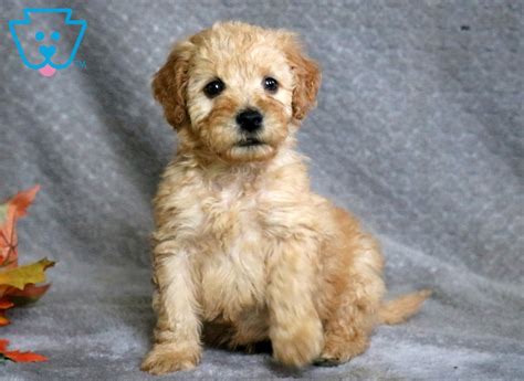 Feathers and fleece whoodle puppies. Mikey | Whoodle - Mini Puppy For Sale | Keystone Puppies