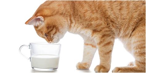 Are Cats Lactose Intolerant