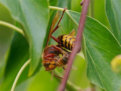 Hornet Killing Honey Bee Tim Gardner Pics Flickr