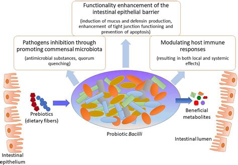 Frontiers Role Of Probiotic Bacilli In Developing Synbiotic Food