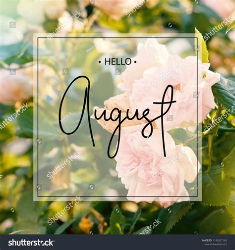 Hello August Greeting Card Roses Flowers Stock Photo 1142527163
