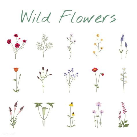 Set Collection Of Wild Flowers Vector Illustration Free Image By
