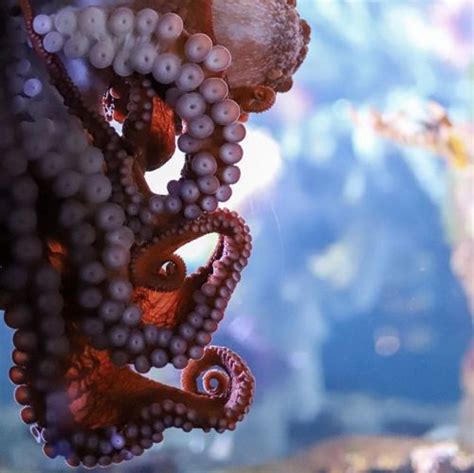 Octopus Suction Cups Tumblr