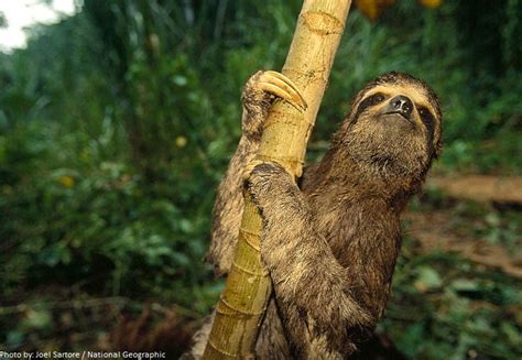 Interesting Facts About Sloths Just Fun Facts